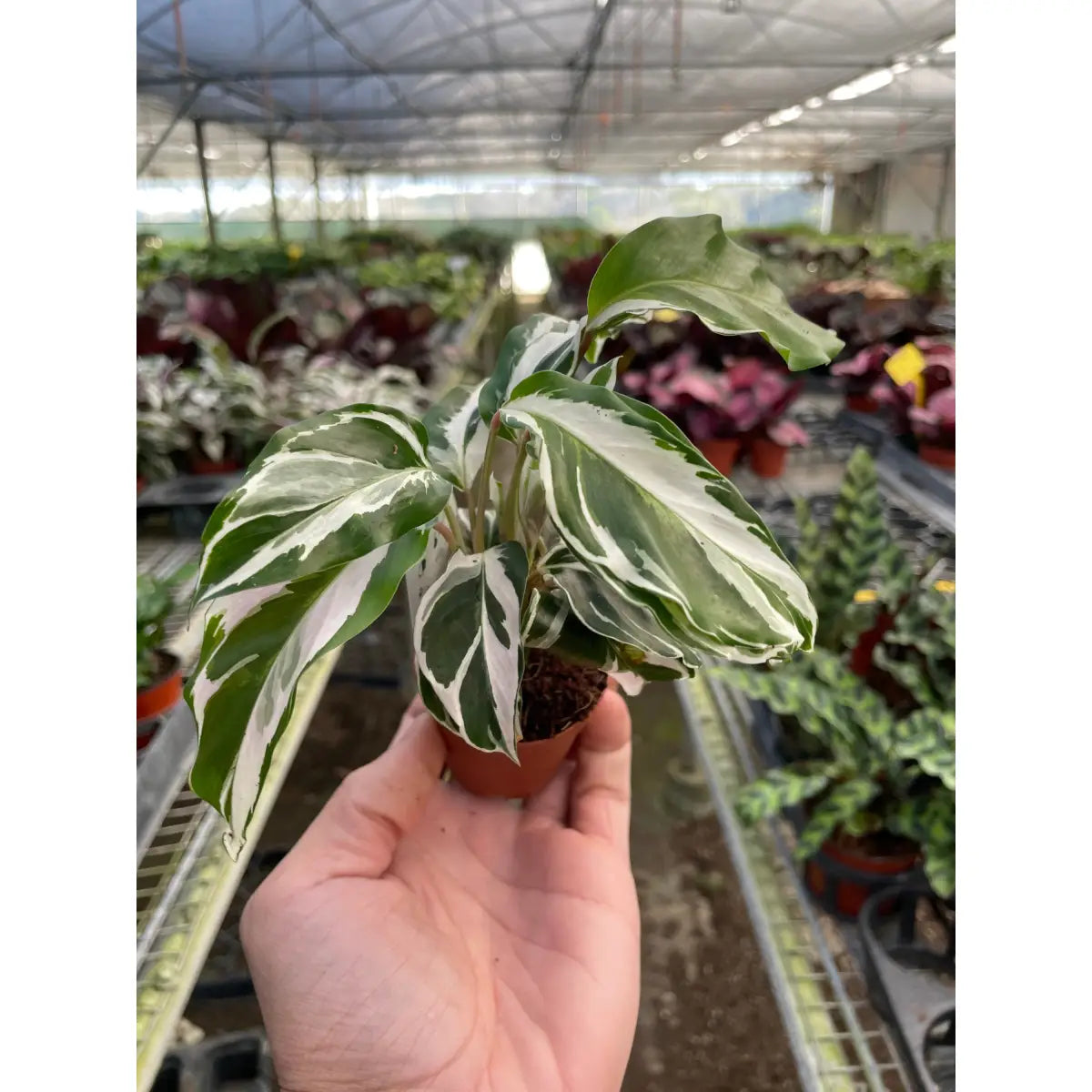 Calathea Plant - ’White Fusion’ - House Plant Shop