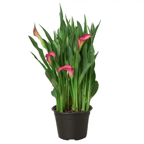 Calla Lily | Elegant Flowering Plant in Multiple Colors | House Plant Shop - House Plant Shop