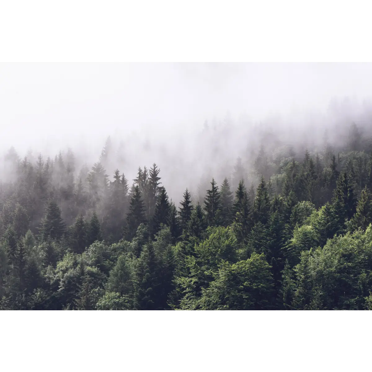 Caspian Wallpaper Mural - Smoky Pine Tree Forest - Sample 1 foot by 1 foot - Loomwell Home Goods