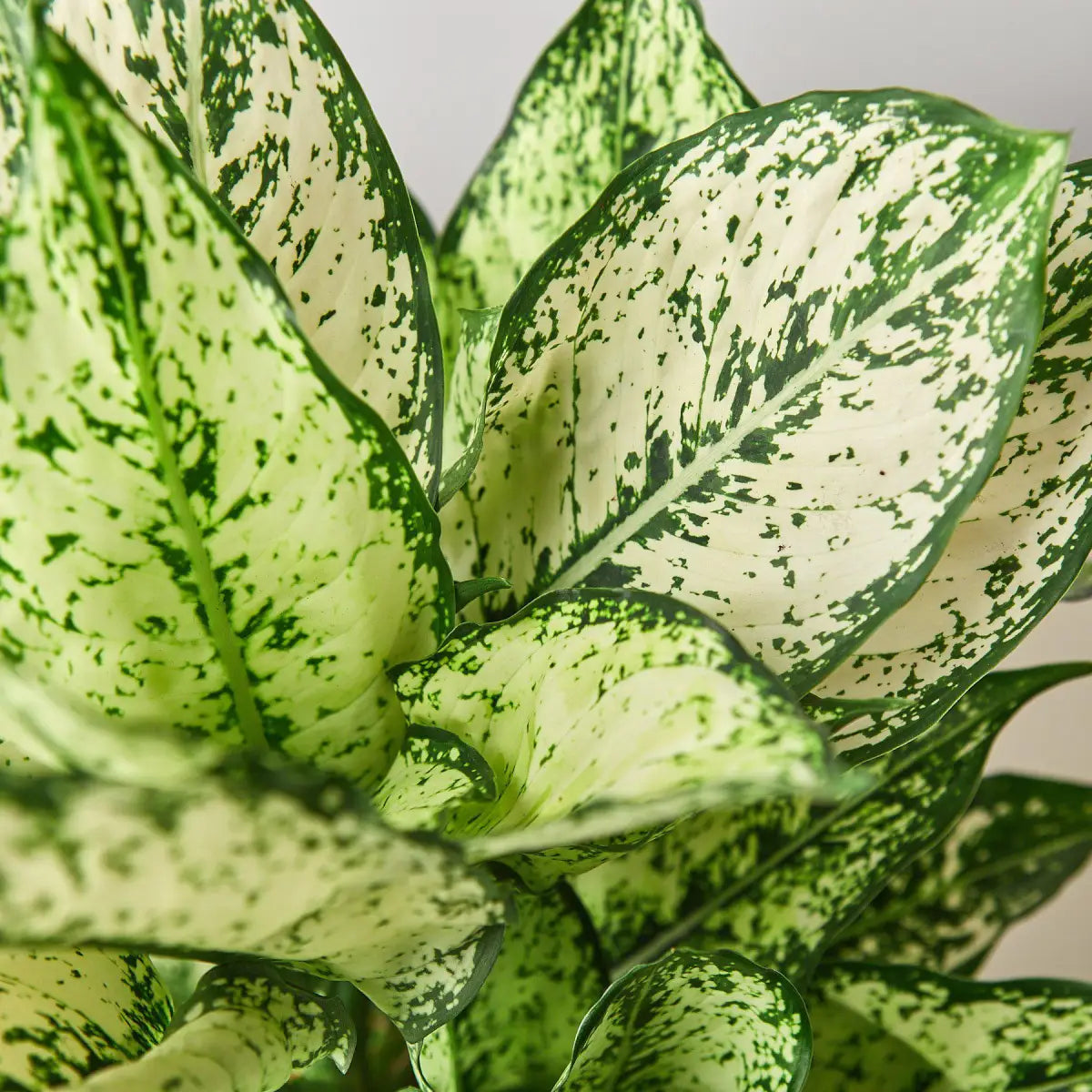 Chinese Evergreen Plant - ’First Diamond’ - 4’’ Pot - House Plant Shop