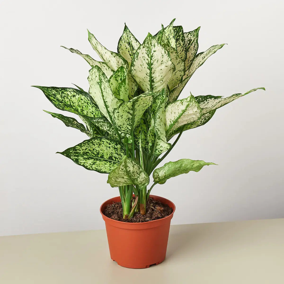 Chinese Evergreen Plant - ’First Diamond’ - House Plant Shop