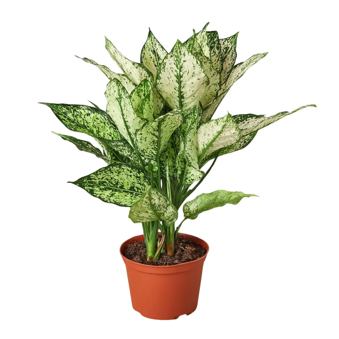 Chinese Evergreen Plant - ’First Diamond’ - House Plant Shop