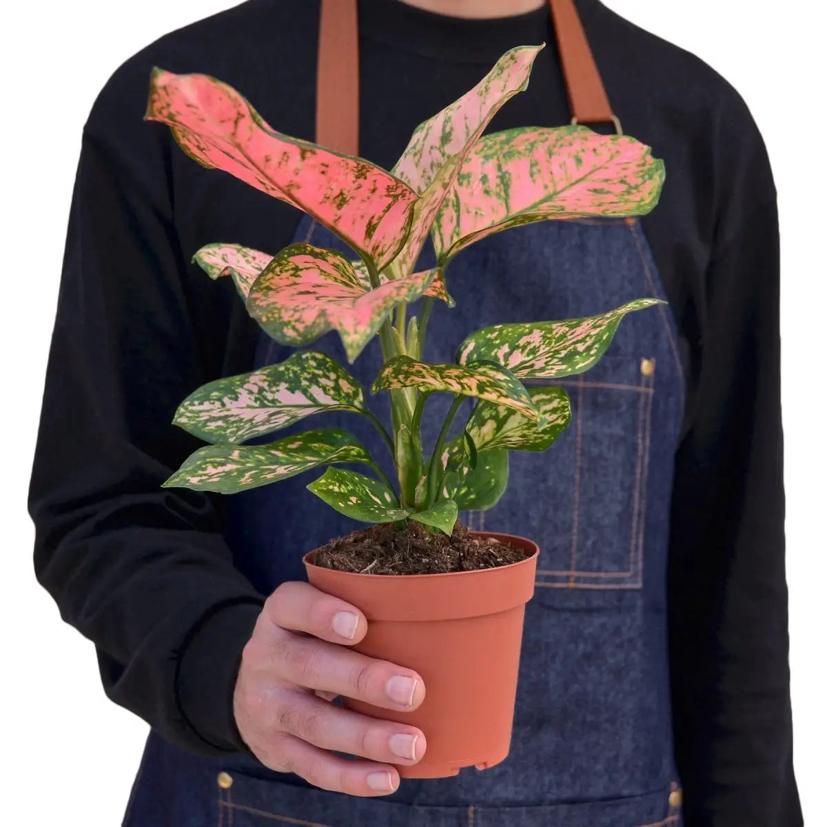 Chinese Evergreen Plant - ’Lady Valentine’ - House Plant Shop