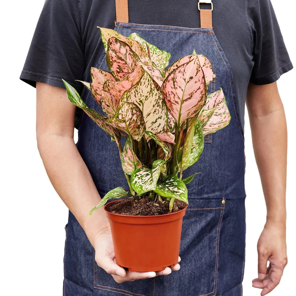 Chinese Evergreen Plant - ’Lady Valentine’ - House Plant Shop