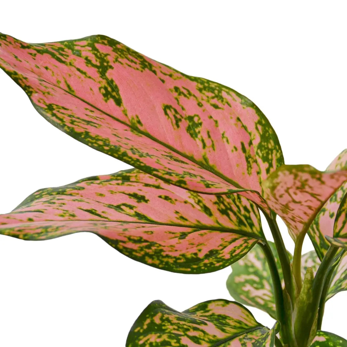 Chinese Evergreen Plant - ’Lady Valentine’ - 2’’ Pot / Nursery - House Plant Shop