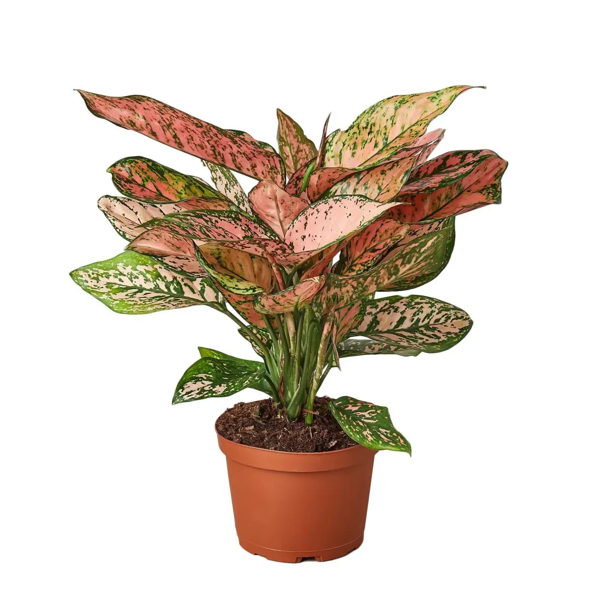 Chinese Evergreen Plant - ’Lady Valentine’ - House Plant Shop