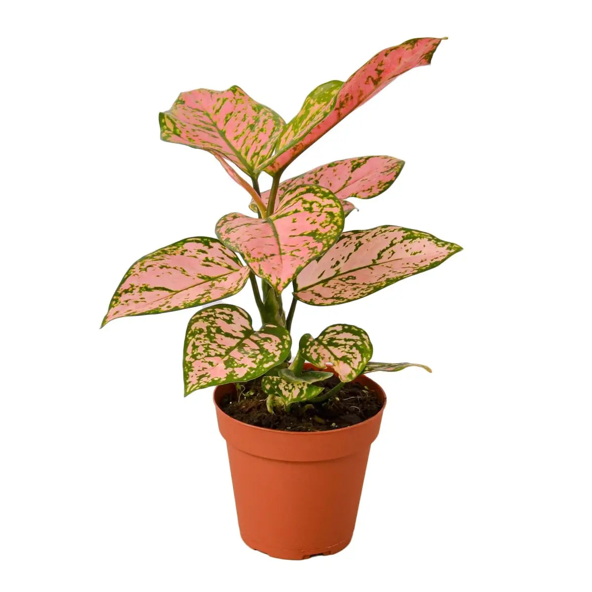 Chinese Evergreen Plant - ’Lady Valentine’ - House Plant Shop