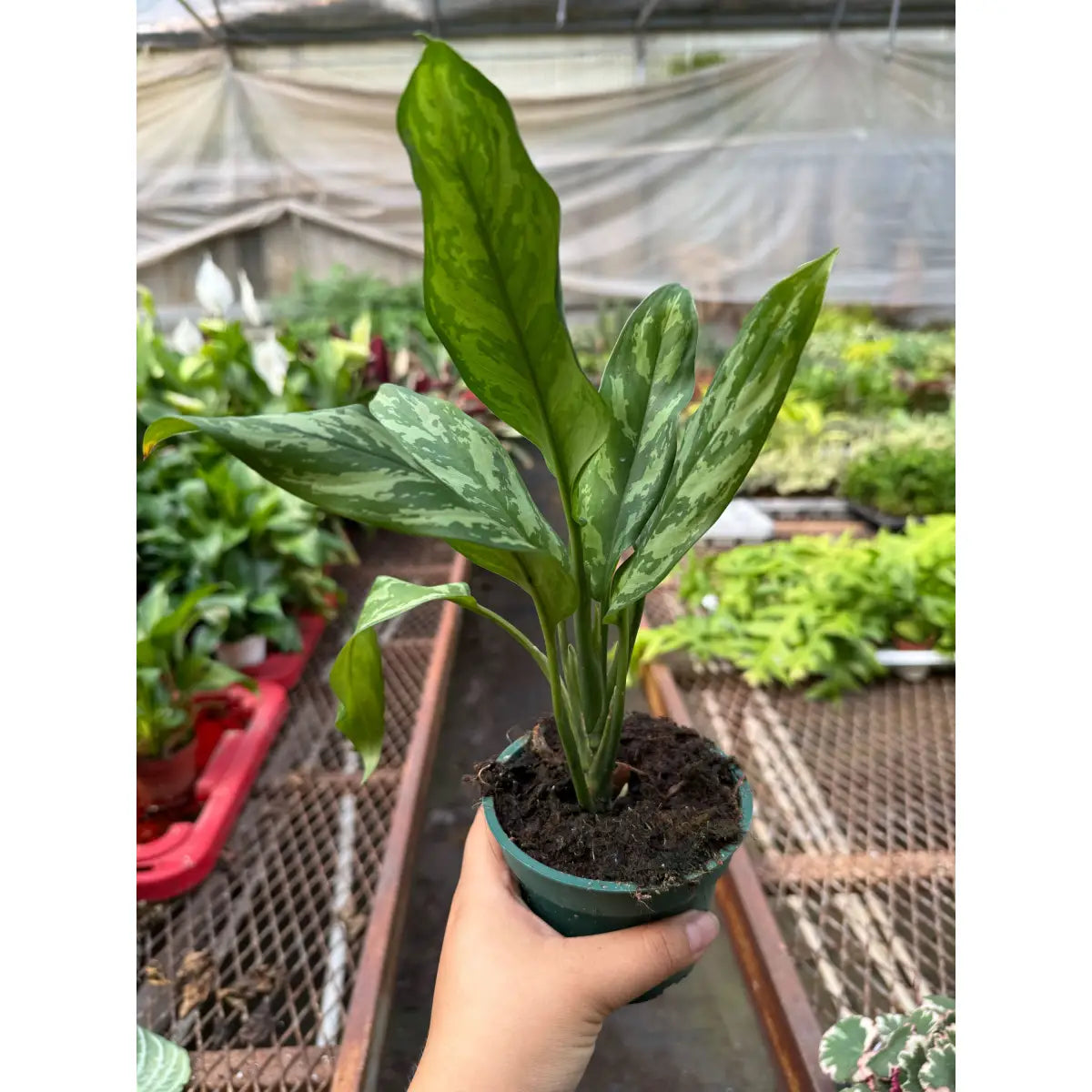 Chinese Evergreen ’Maria’ - House Plant Shop
