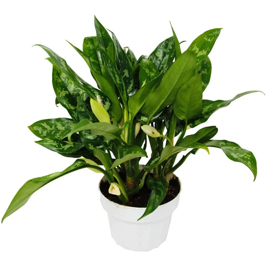 Chinese Evergreen Plant - ’Maria’ - 6’’ Pot - House Plant Shop