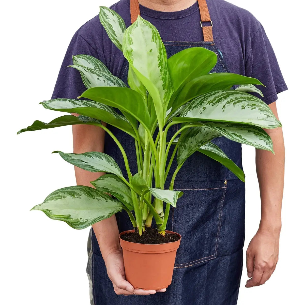 Chinese Evergreen Plant - ’Silver Bay’ - House Plant Shop