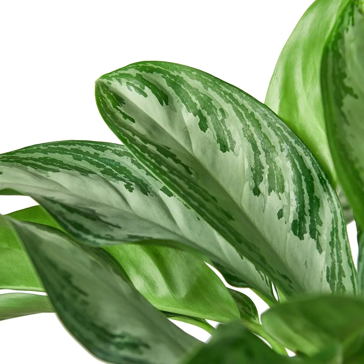 Chinese Evergreen Plant - ’Silver Bay’ - 4’’ Pot - House Plant Shop