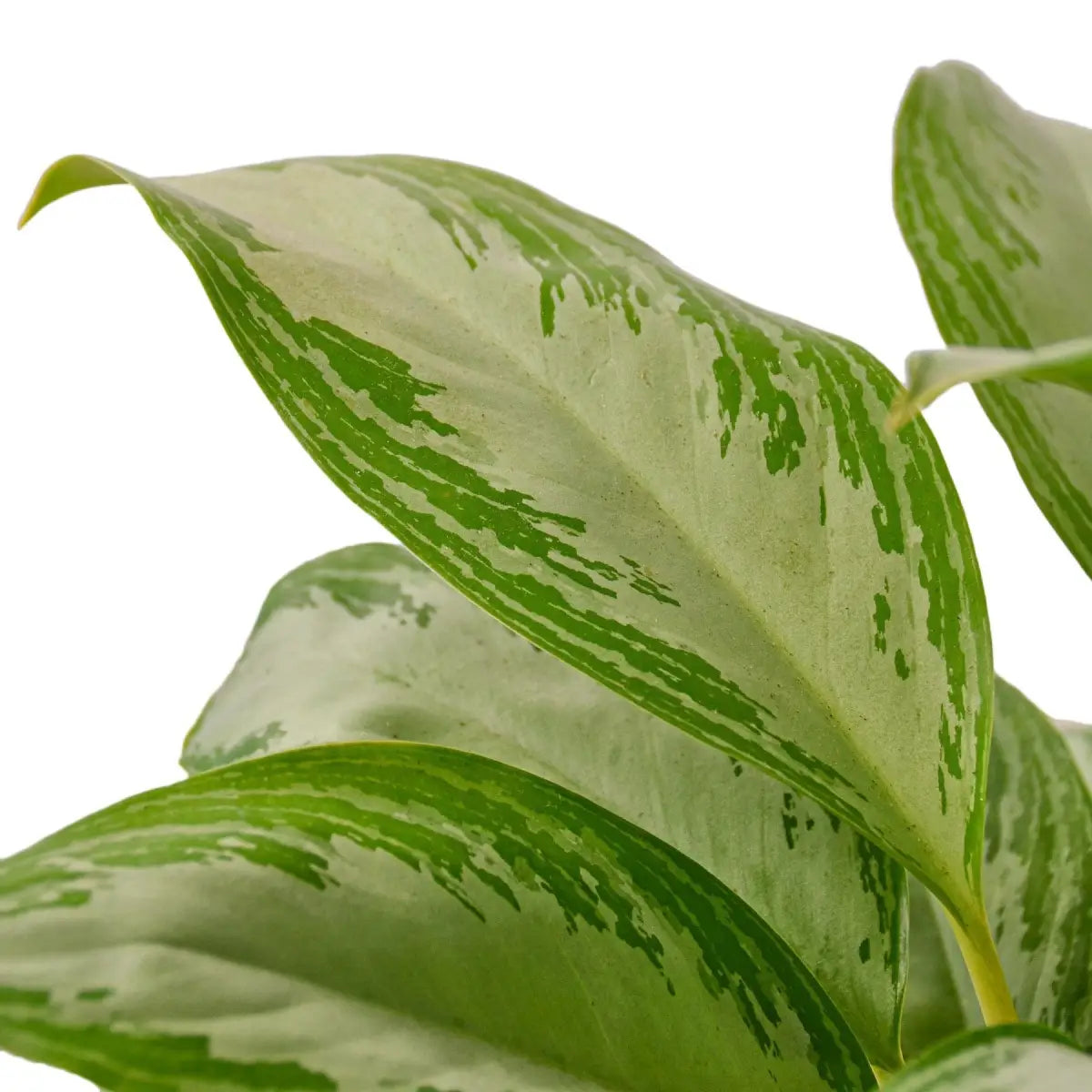 Chinese Evergreen Plant - ’Silver Bay’ - House Plant Shop