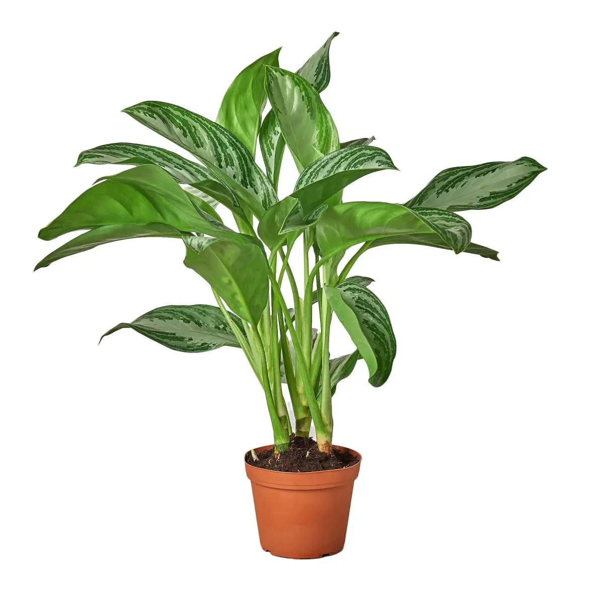 Chinese Evergreen Plant - ’Silver Bay’ - House Plant Shop
