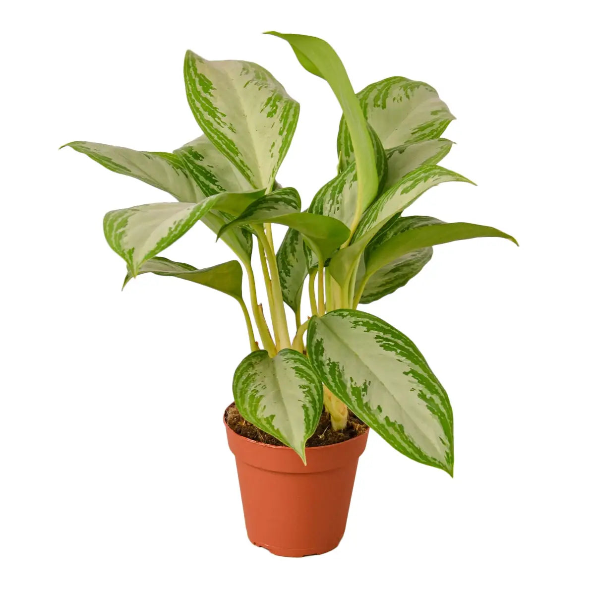 Chinese Evergreen Plant - ’Silver Bay’ - House Plant Shop