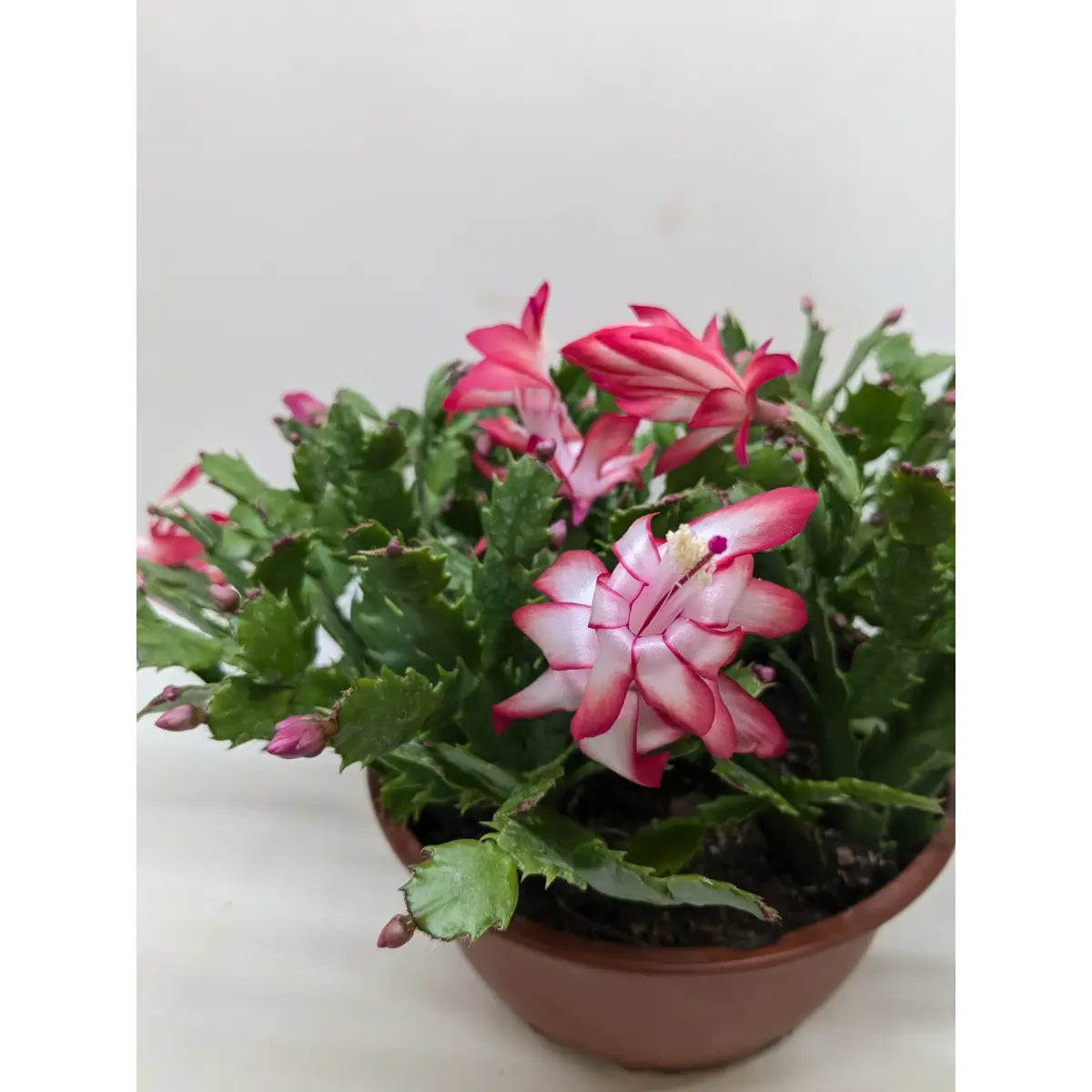 Christmas Cactus | Easy Care Holiday Plant | House Plant Shop - House Plant Shop