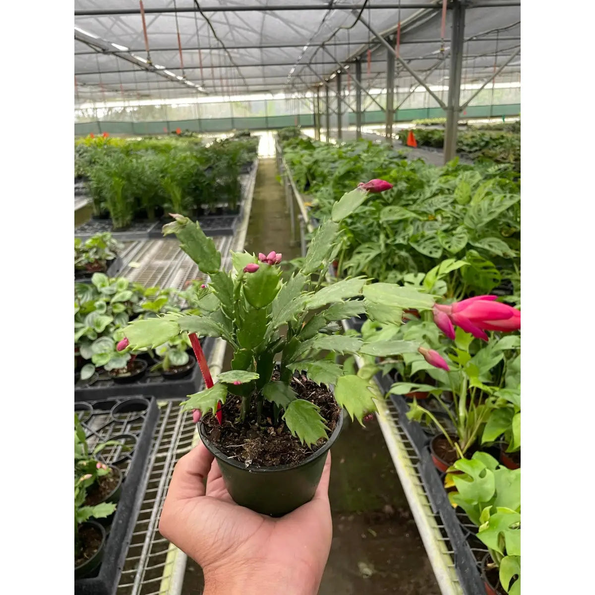 Christmas Cactus | Easy Care Holiday Plant | House Plant Shop - House Plant Shop