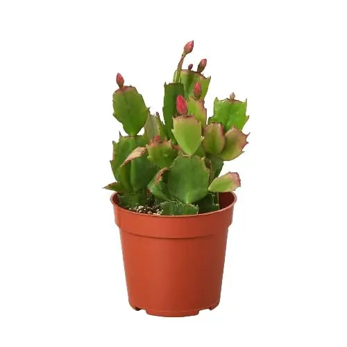 Christmas Cactus | Easy Care Holiday Plant | House Plant Shop - House Plant Shop
