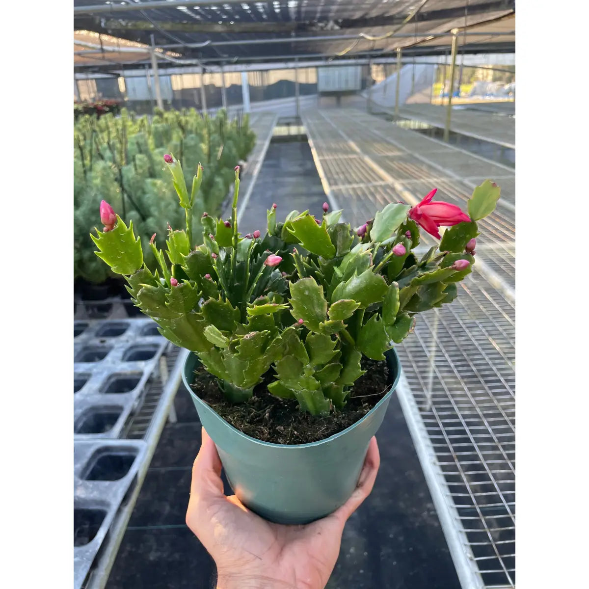 Christmas Cactus | Easy Care Holiday Plant | House Plant Shop - House Plant Shop