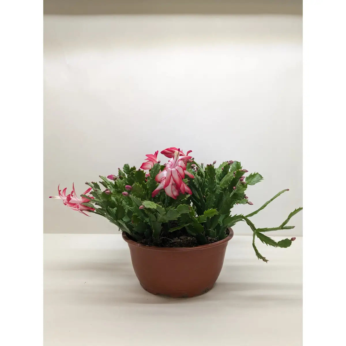 Christmas Cactus | Easy Care Holiday Plant | House Plant Shop - House Plant Shop