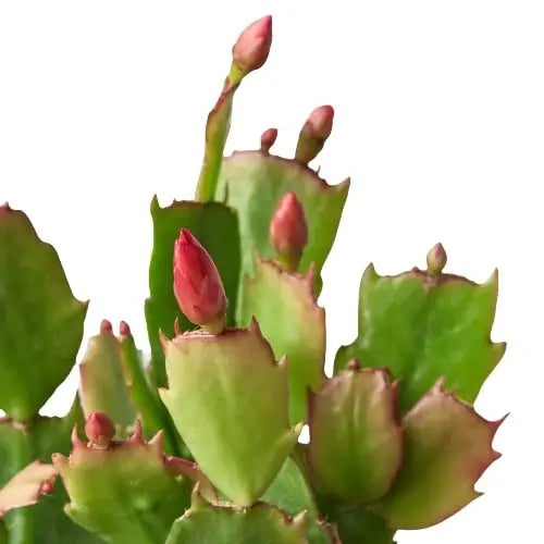 Christmas Cactus | Easy Care Holiday Plant | House Plant Shop - House Plant Shop