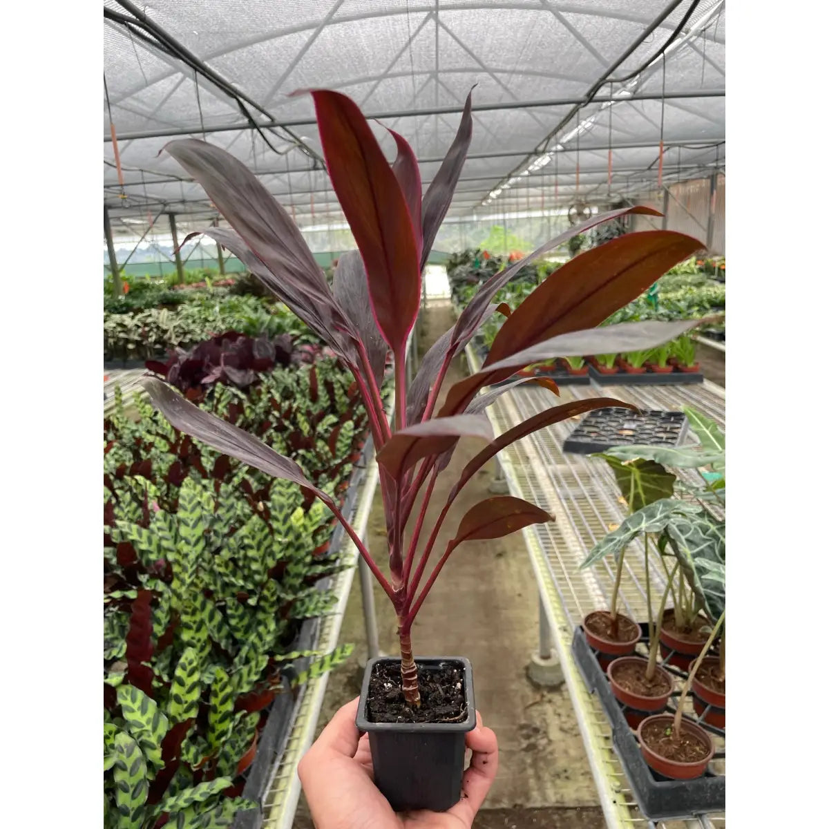 Cordyline Plant - ’Calypso Queen’ - House Plant Shop