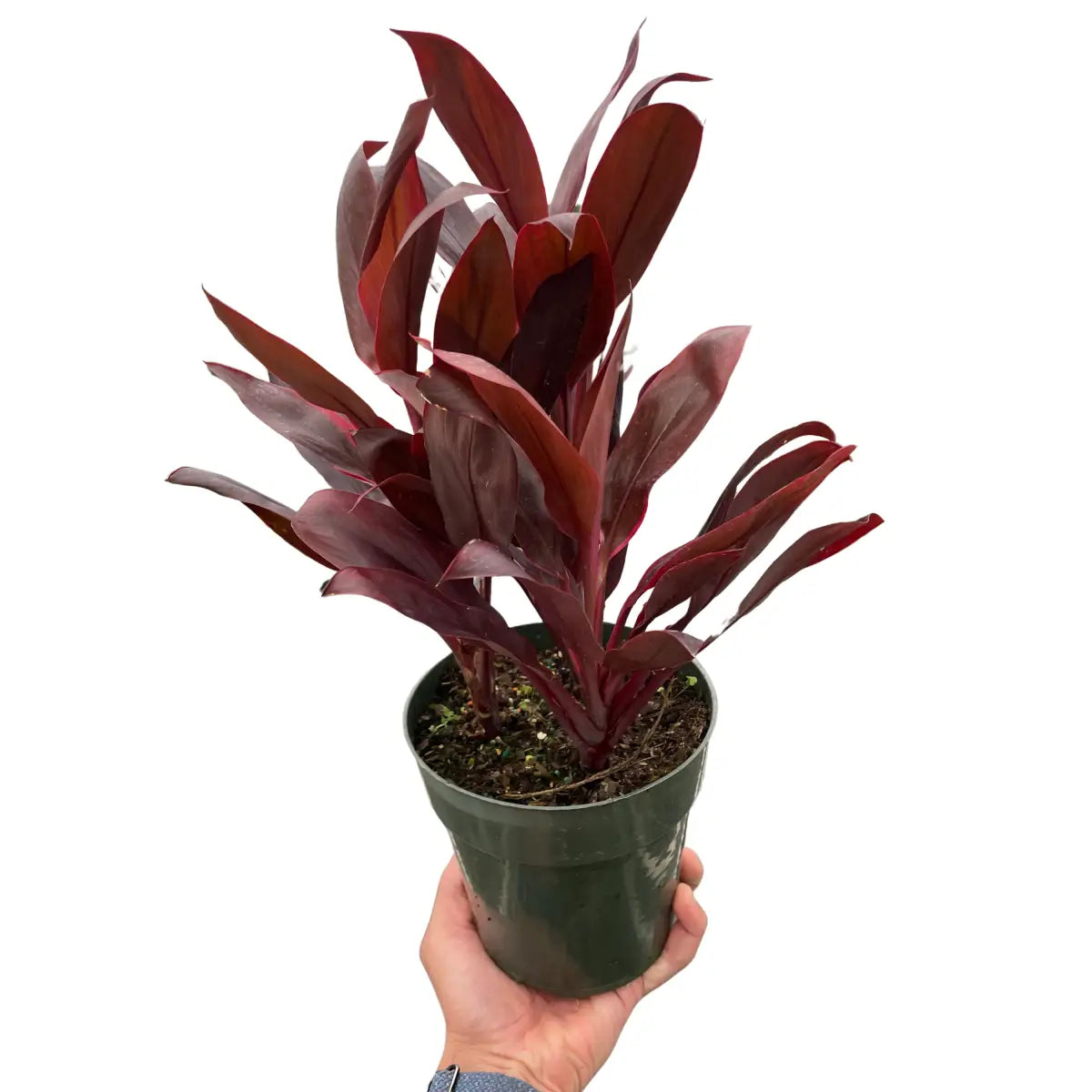 Cordyline Plant - ’Calypso Queen’ - House Plant Shop