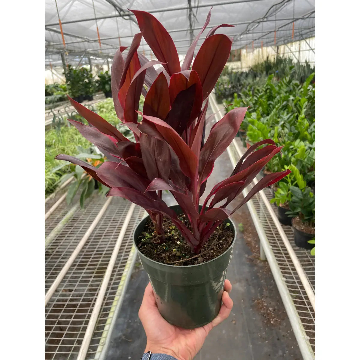 Cordyline Plant - ’Calypso Queen’ - House Plant Shop