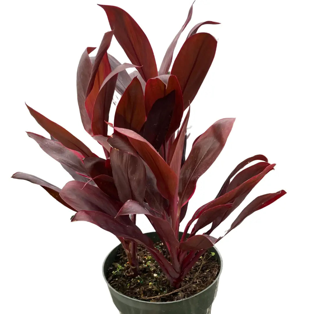 Cordyline Plant - ’Calypso Queen’ - 3’’ Pot - House Plant Shop