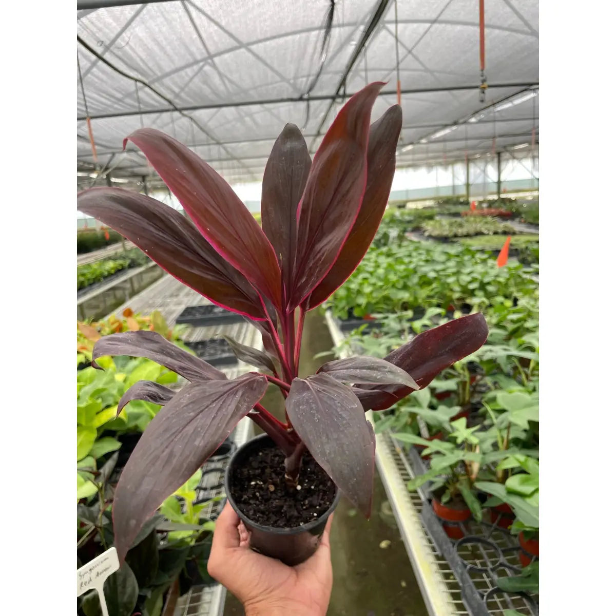 Cordyline Plant - ’Calypso Queen’ - House Plant Shop