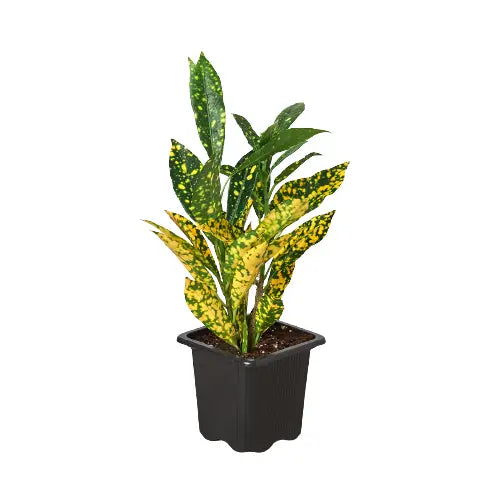 Croton ’Gold Dust’ - House Plant Shop