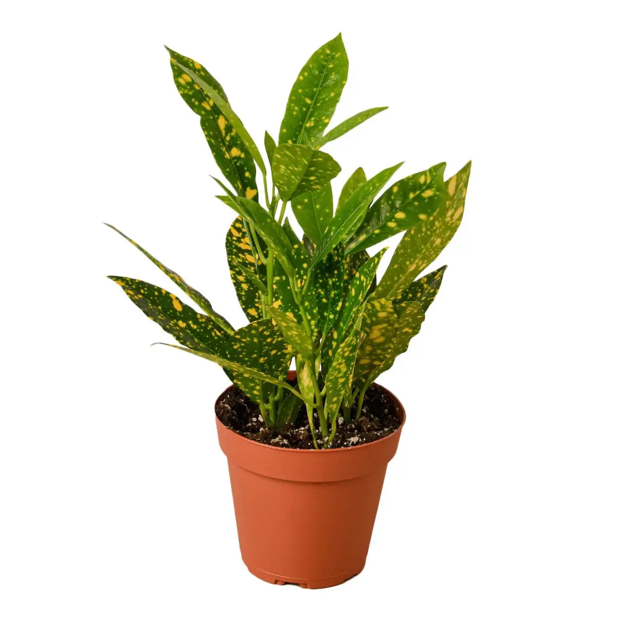 Croton ’Gold Dust’ - House Plant Shop