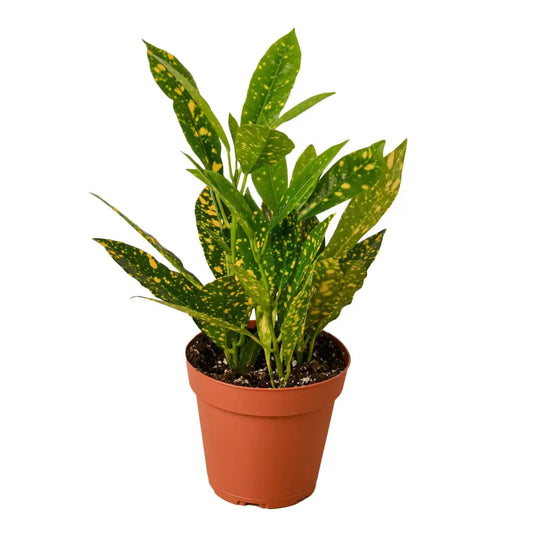 Croton ’Gold Dust’ - House Plant Shop