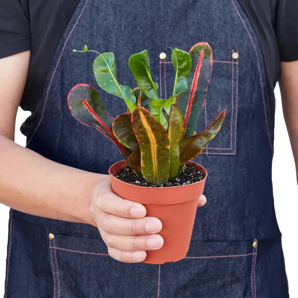Croton ’Mammy’ - House Plant Shop