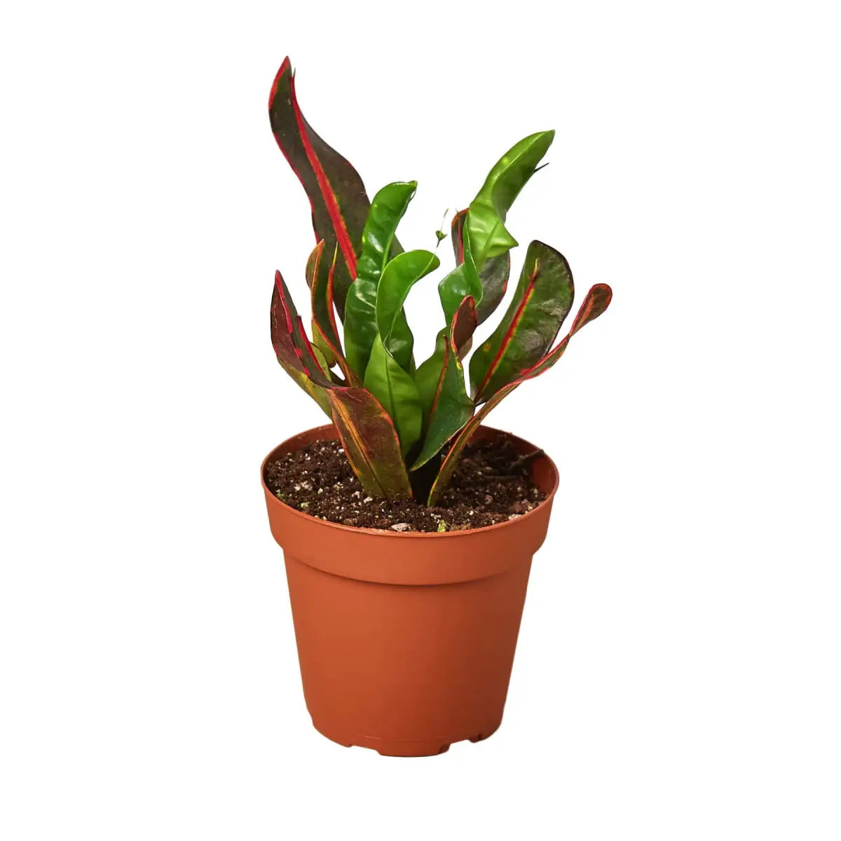 Croton ’Mammy’ - House Plant Shop