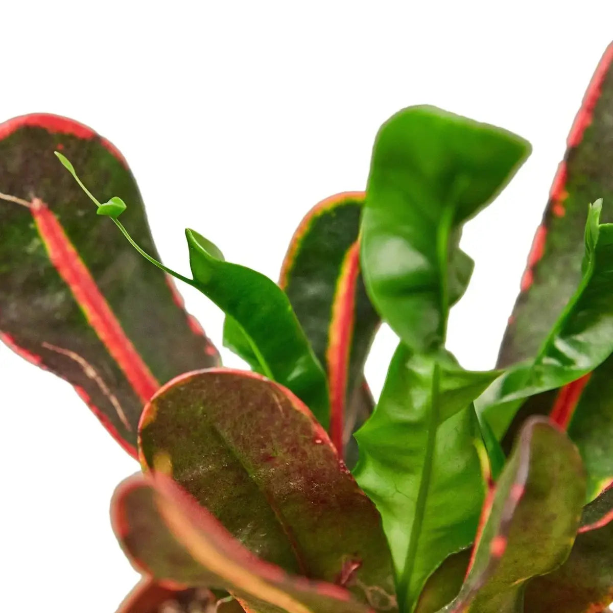 Croton ’Mammy’ - House Plant Shop