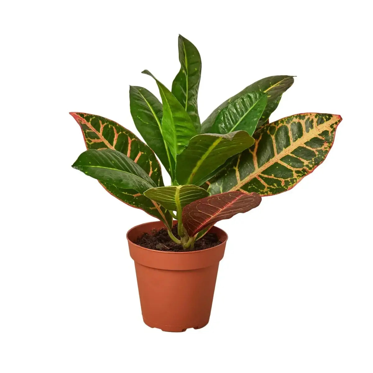Croton Plant - Petra ’Joseph’s Coat’ - House Plant Shop