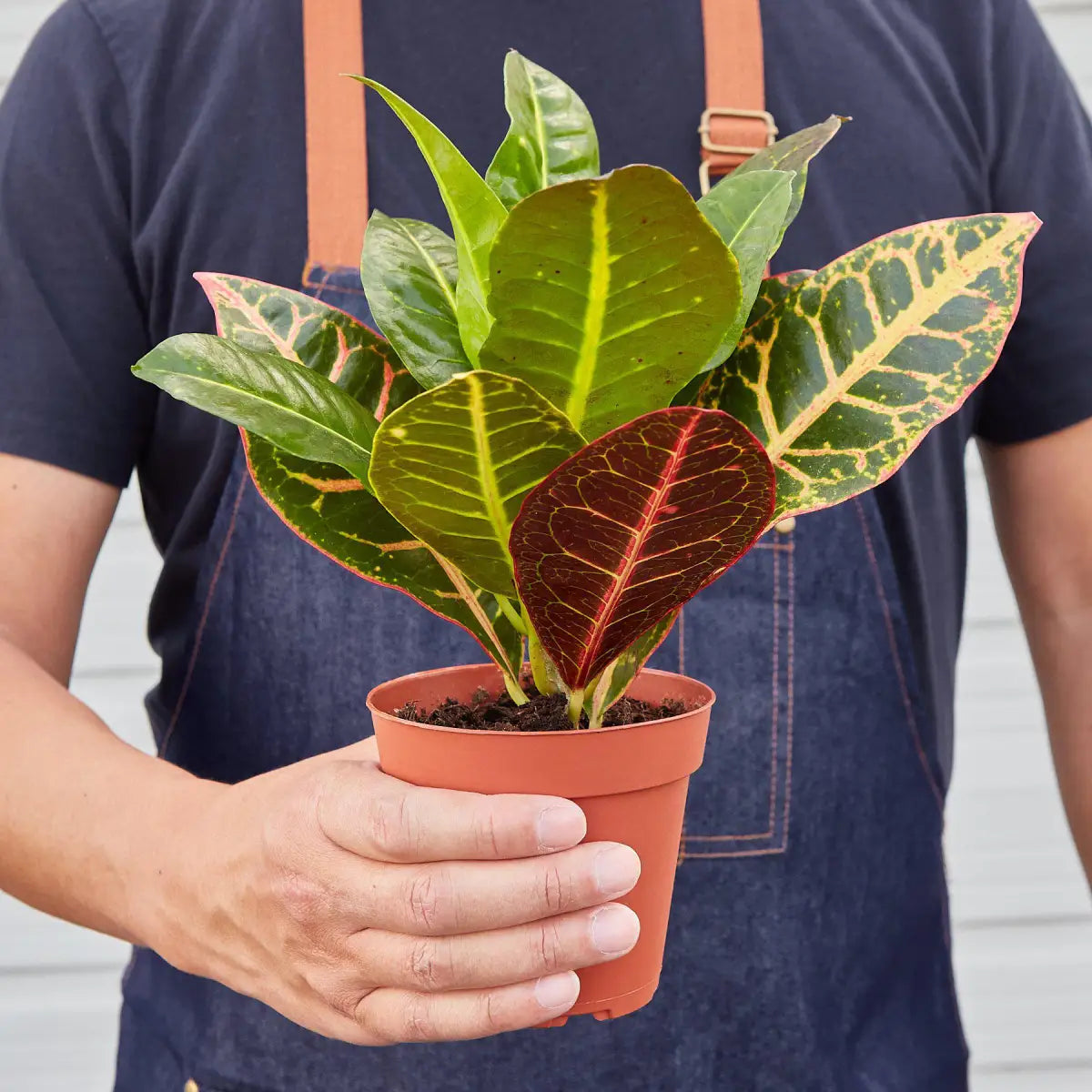 Croton Plant - Petra ’Joseph’s Coat’ - House Plant Shop