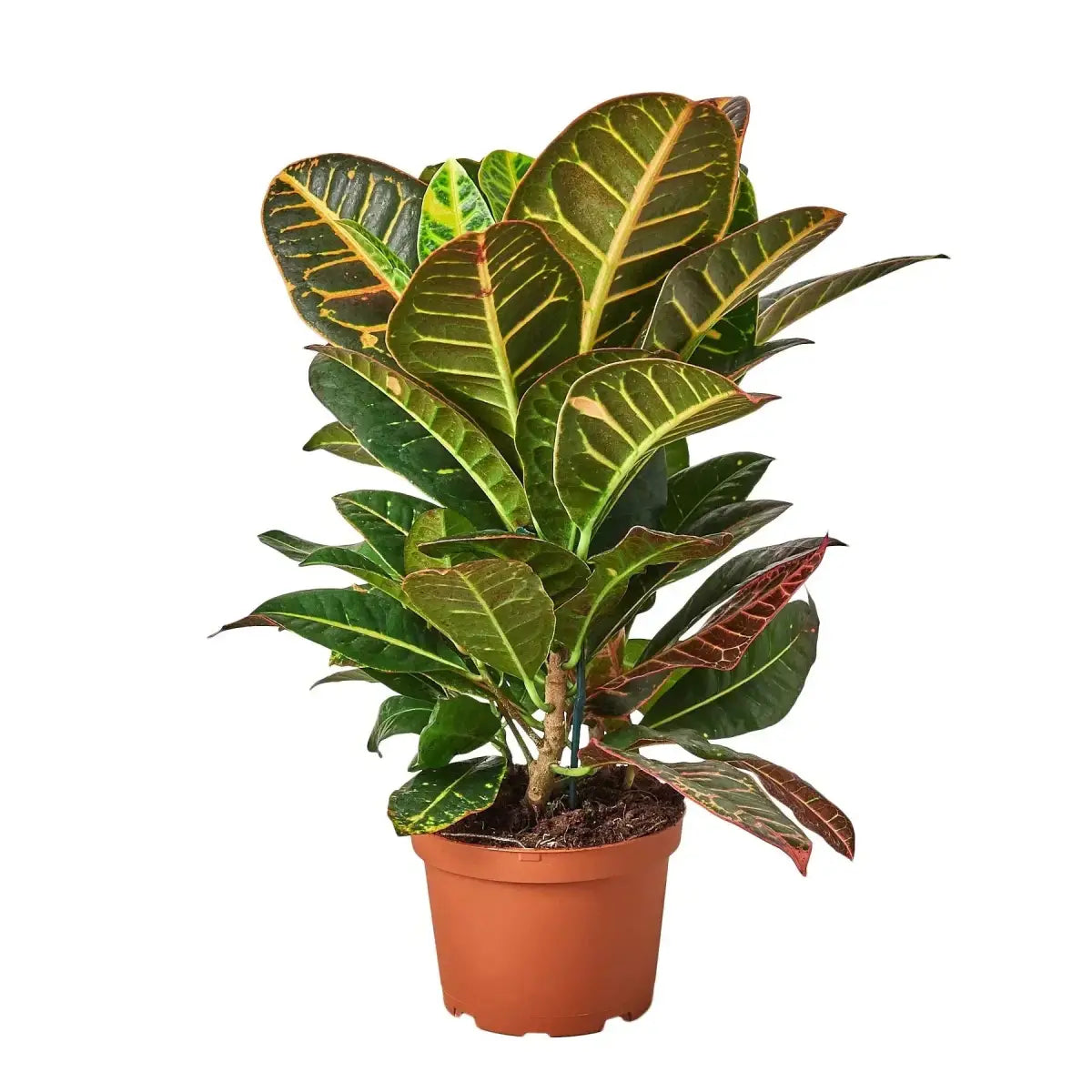 Croton Plant - Petra ’Joseph’s Coat’ - House Plant Shop