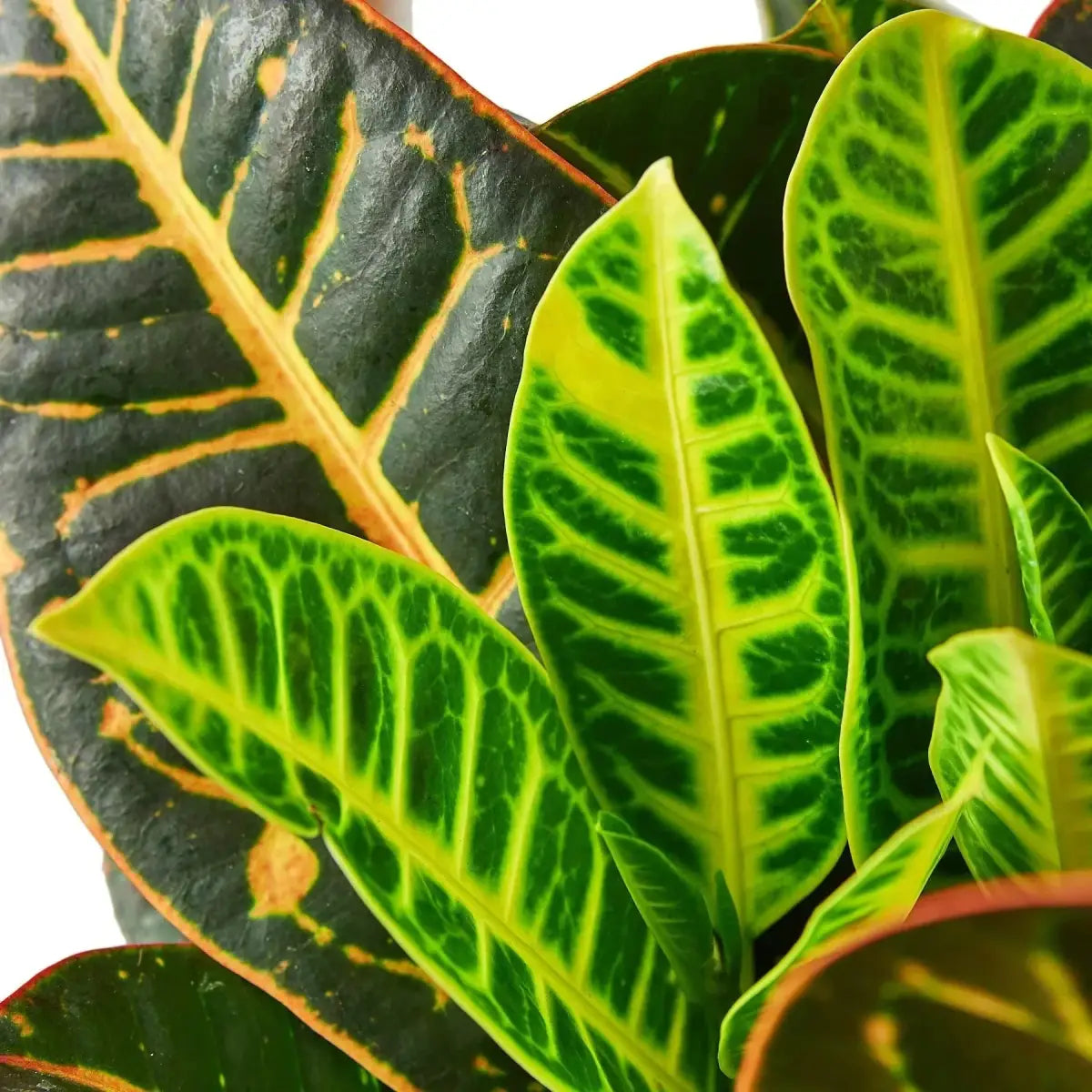 Croton Plant - Petra ’Joseph’s Coat’ - House Plant Shop