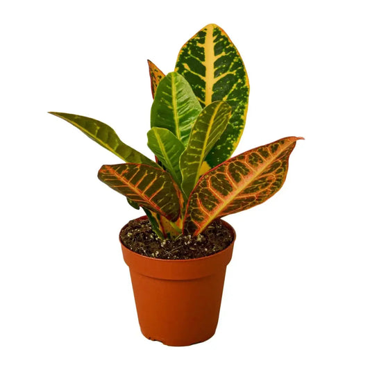 Croton Plant - Petra ’Joseph’s Coat’ - House Plant Shop