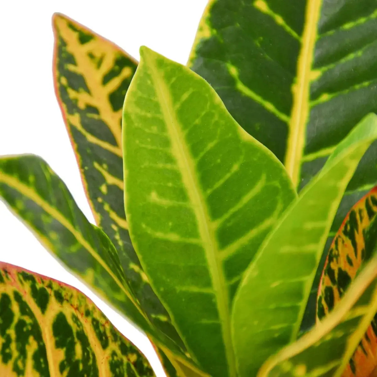 Croton Plant - Petra ’Joseph’s Coat’ - 3’’ Pot / Nursery Pot - House Plant Shop
