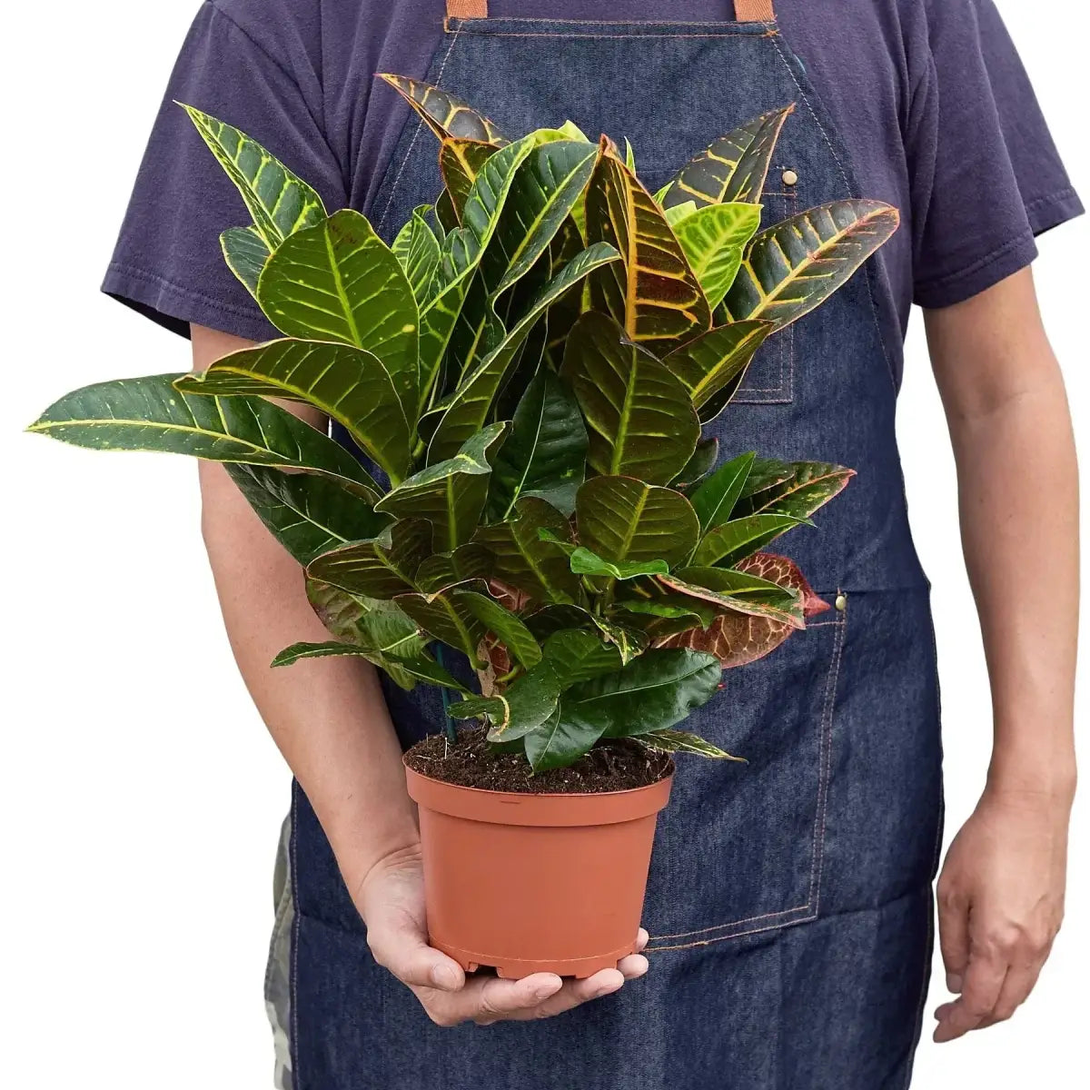 Croton Plant - Petra ’Joseph’s Coat’ - House Plant Shop