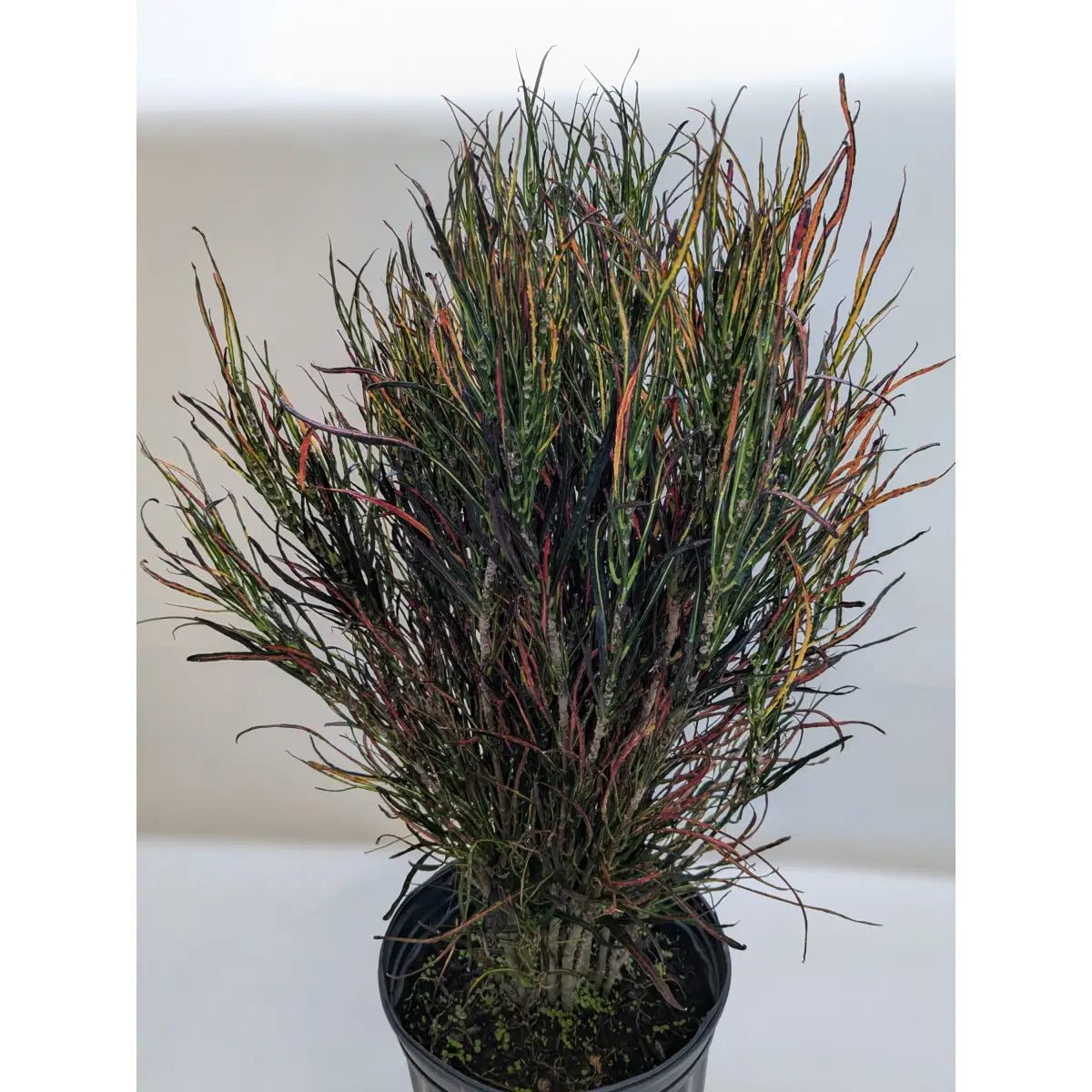 Croton ’Picasso’ - House Plant Shop