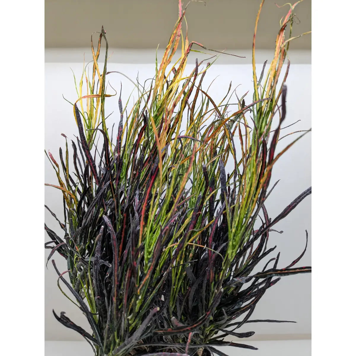 Croton ’Picasso’ - House Plant Shop