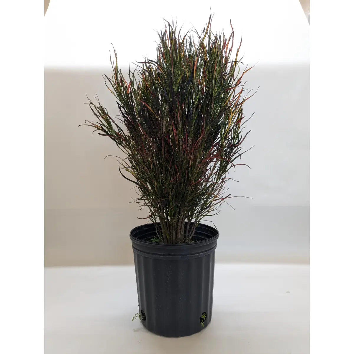 Croton ’Picasso’ - House Plant Shop