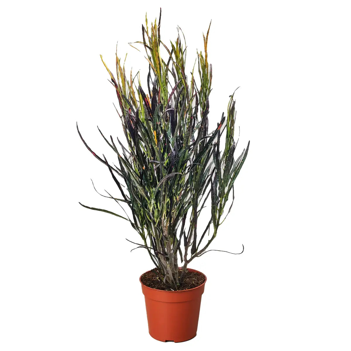 Croton ’Picasso’ - House Plant Shop
