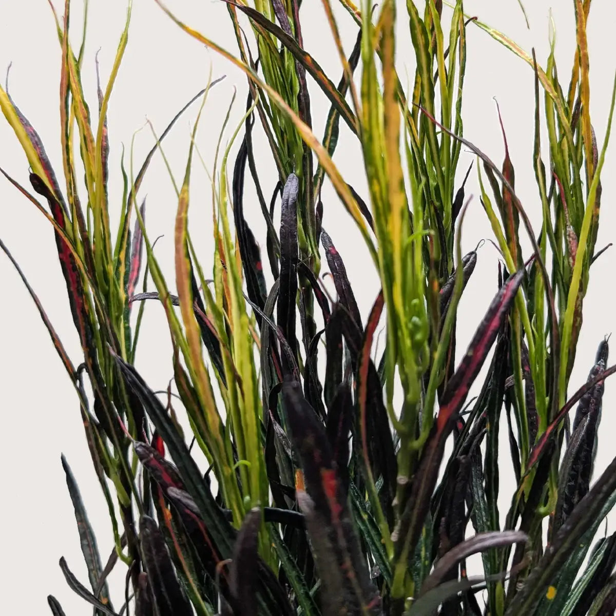 Croton ’Picasso’ - House Plant Shop