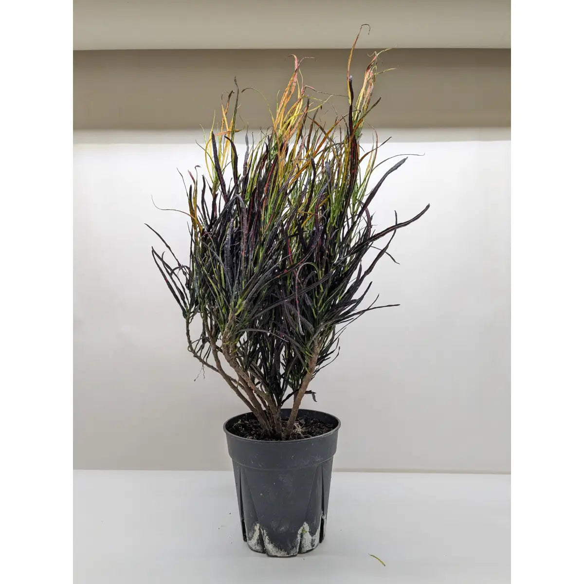 Croton ’Picasso’ - House Plant Shop