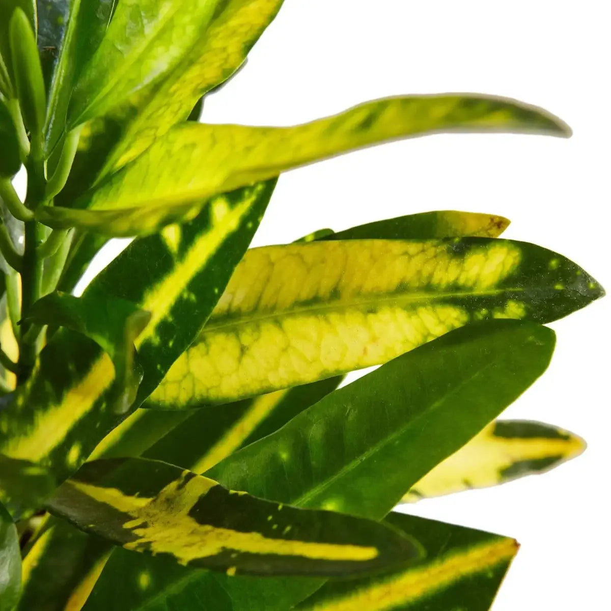 Croton Plant - ’Sunny Star’ - 4’’ Pot - House Plant Shop