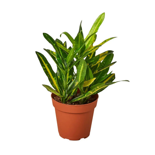 Croton Plant - ’Sunny Star’ - 4’’ Pot - House Plant Shop